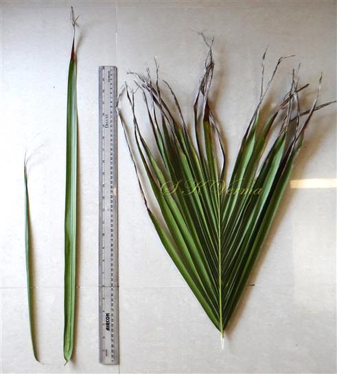  Leaflets-L to R -Proximal, Mid- and Terminal Leaflets